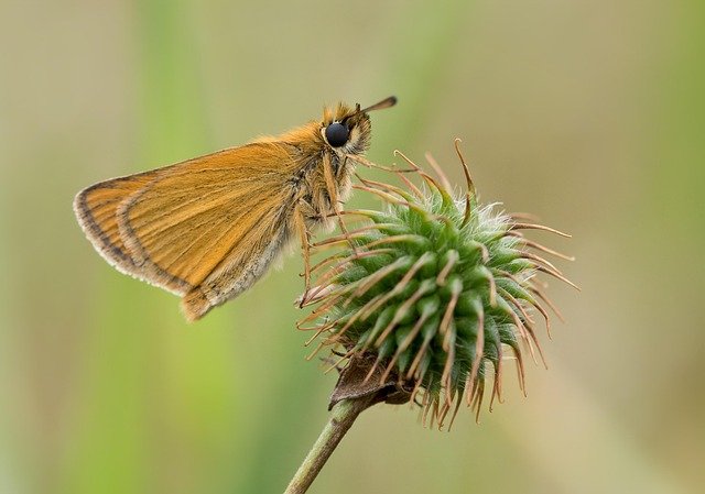 Skipper